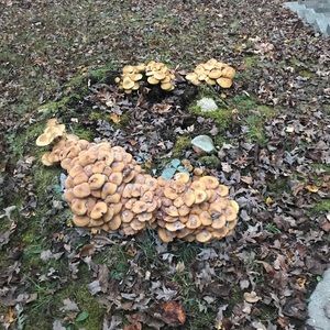 Meet your Posher, Joyce